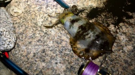 ２週間ぶりの淡路島