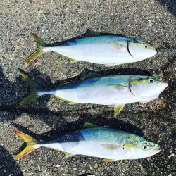 小潮なのに活性高っ!!