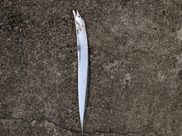 ツバスかなり減ってます