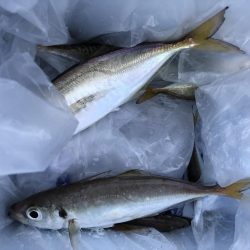 アジ ◯ タチウオ駄目