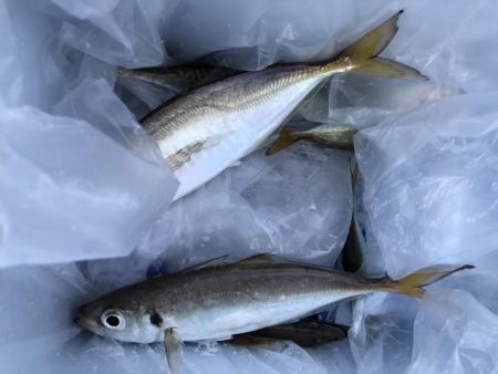 アジ ◯ タチウオ駄目