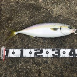 まずまずの釣果