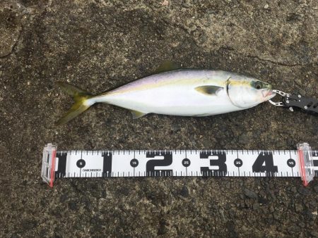 まずまずの釣果