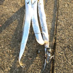 釣り師蒼君やらかしました。（笑）