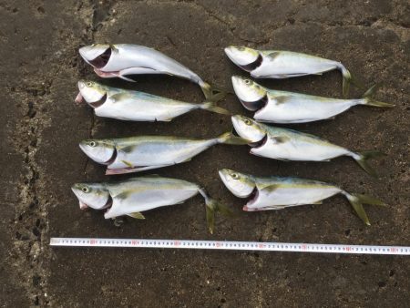 小雨の中ツバス爆釣！