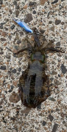 絶好調のデイエギング