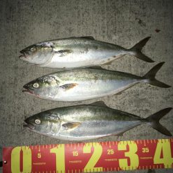 夕まづめ短時間釣行