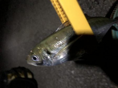 大きいの撮り損ねた