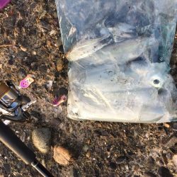 エギングのついでに青物