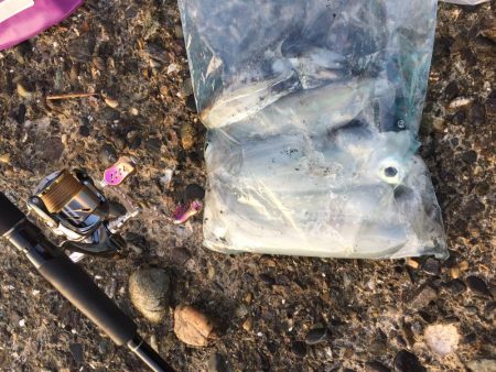 エギングのついでに青物