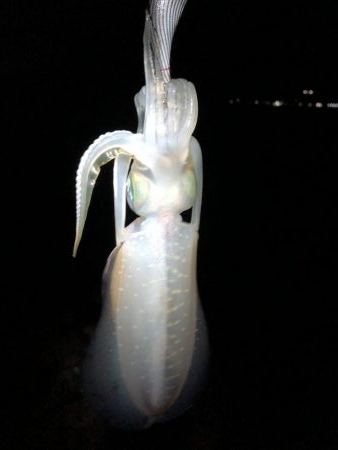 ショアジギング