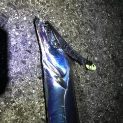 22日に引き続き好調