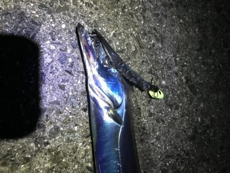 22日に引き続き好調