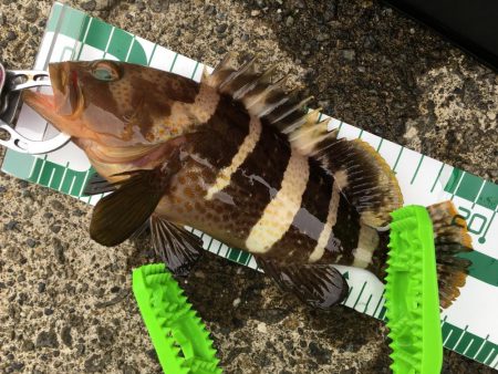 キジハタ メッキ