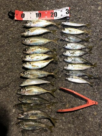 初アジング最高