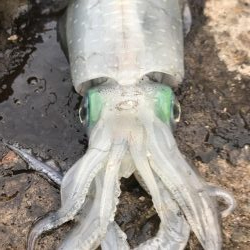 アオリ大きくなって来た