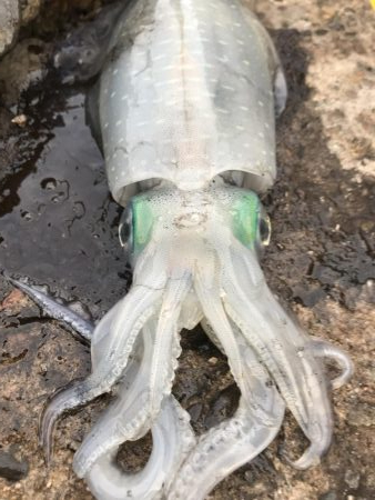 アオリ大きくなって来た