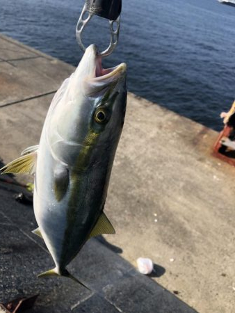 タチウオ不発 良型ツバスゲット^ ^