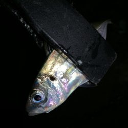 アーバンサイドアジング