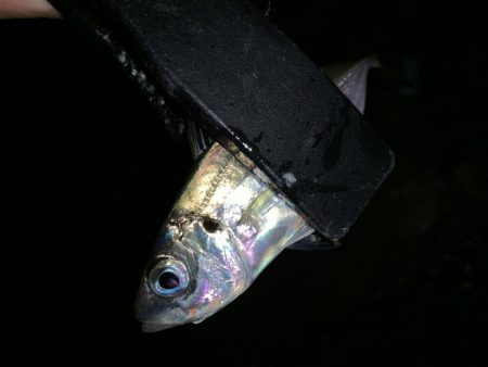 アーバンサイドアジング