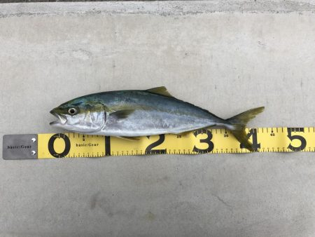 青物釣行