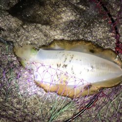 秋アオリイカ!!ウキ釣りでの釣果f^_^;