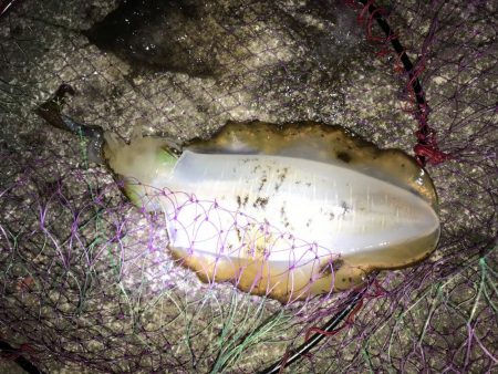 秋アオリイカ!!ウキ釣りでの釣果f^_^;