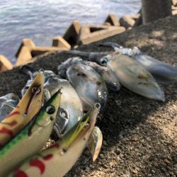 エギング晴天釣行