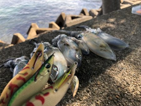 エギング晴天釣行