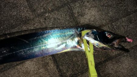 台風前のシーサイドコスモ