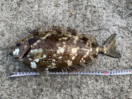 思いがけないゲスト