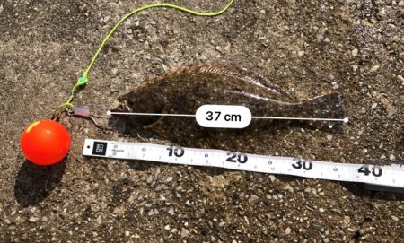 エビでヒラメ⁉︎