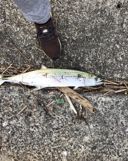 昼間でもサワラ ！