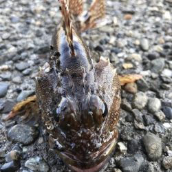 安定のエサ釣り