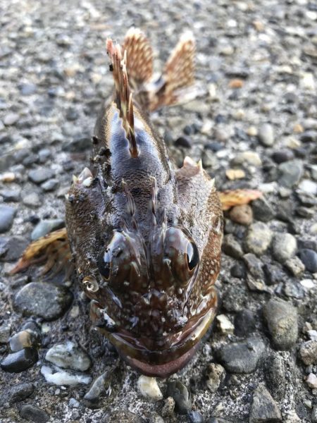 安定のエサ釣り