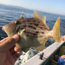 泉州丸さんでカワハギ