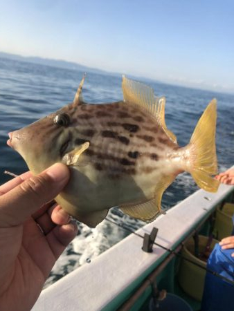 泉州丸さんでカワハギ