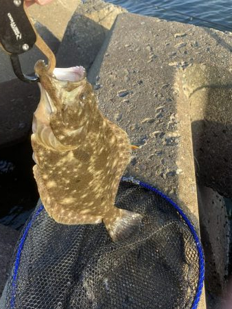 高級魚。ヒ、ヒ、ヒラメ！！