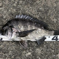 イチノ兄弟、釣果！