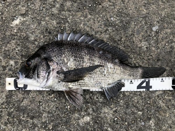 イチノ兄弟、釣果！