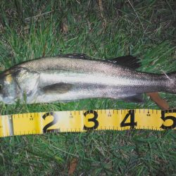 鳥たちのザワつき