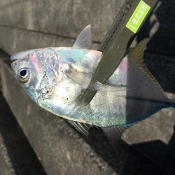 親子ライトゲーム