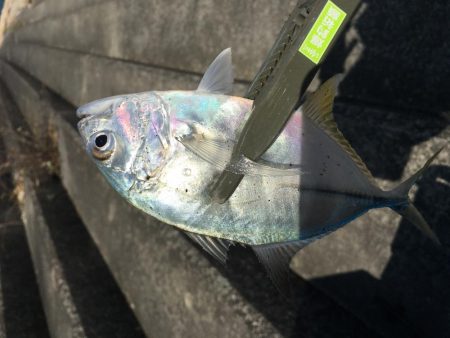 親子ライトゲーム