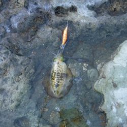 沖磯エギング不発