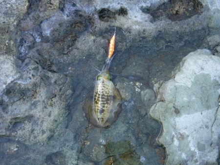 沖磯エギング不発