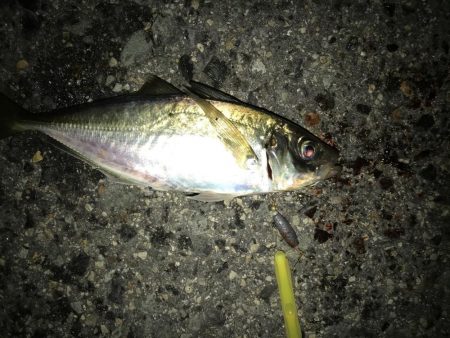 サバかと思ったらアジ！