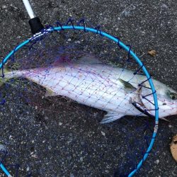 66センチのハマチ?ヒラマサ?