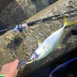 今がまさに旬!ハマチ祭り!