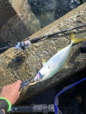 今がまさに旬!ハマチ祭り!