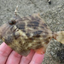 カワハギが絶好調 と言ってもサイズはまだまだ